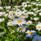 fleabane thumbnail