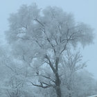 greenbeck thumbnail