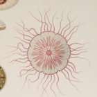 fiodorovitch thumbnail