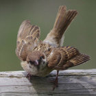 housebird thumbnail