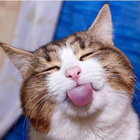 poulpegratuit thumbnail