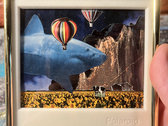 Shark Collage photo 