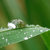 Dew on the grass thumbnail