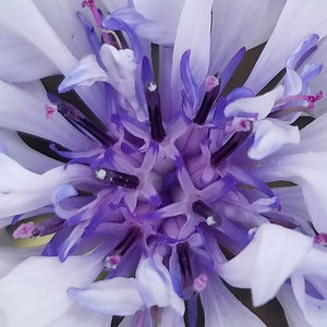 Music | O Dead Alive