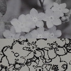 maelle_237 thumbnail