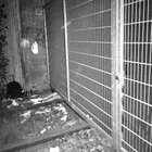 Marten thumbnail
