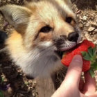 blackshibe thumbnail