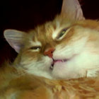 general-nuisance thumbnail
