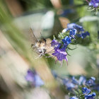 kruptulina thumbnail
