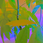 00caddo thumbnail