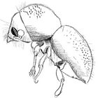 francibolo thumbnail