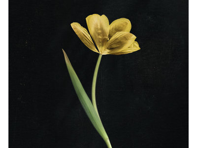 Limited Edition Yellow Tulip Print main photo