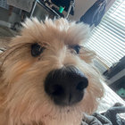 ieatpuppies thumbnail
