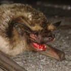 Rubrum Vespertilio thumbnail