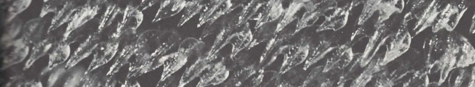 Lynhood — Photo