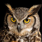 owlwarrior thumbnail