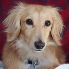 chobikopapa thumbnail