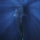 wide_spirit thumbnail