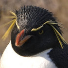 penguin011 thumbnail