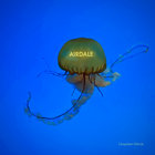 AIRDALE thumbnail