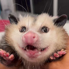 Moss thumbnail