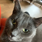zebwelles thumbnail