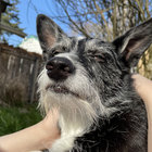 wetdog thumbnail