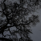 Peace thumbnail