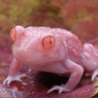 anarama thumbnail