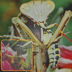 SiLLa thumbnail