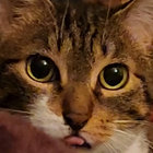 shadowcat16 thumbnail