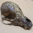 gravettia thumbnail