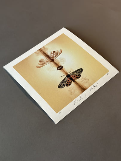 米2LP Hans-Joachim Roedelius &amp; Tim S Lunz CURIO29 Curious Music, Gronl /00520 Lunz | Tim Story and Hans-Joachim Roedelius | Curious Music