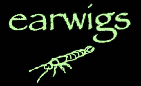 Music | earwigs