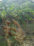 chamu image