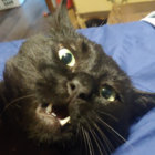Adam Pearson thumbnail