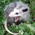opossum_party thumbnail