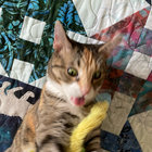 mollysayless thumbnail
