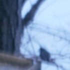 bob m  thumbnail