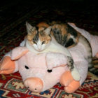 dishpig thumbnail