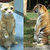wizzycat thumbnail