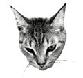 Pinch Kitten image