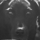 Jack thumbnail