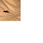 Mocah  thumbnail