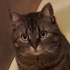 ashley thumbnail