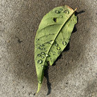 puddleyou thumbnail