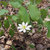 stellata711 thumbnail