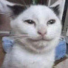 Mjaupurr thumbnail