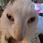 teeema thumbnail