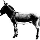 gwenaël salaün thumbnail